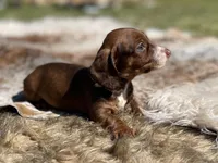 STANDARD-Kiwi, a female Dachshund for sale in Purdy, MO – 4 of 7
