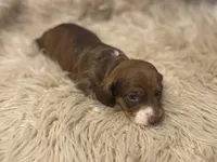 STANDARD-Kiwi, a female Dachshund for sale in Purdy, MO – Photo 3 of 6
