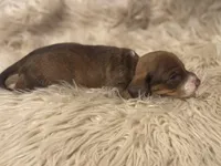 STANDARD-Kiwi, a female Dachshund for sale in Purdy, MO – Photo 4 of 6