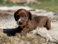 STANDARD-Kiwi, a female Dachshund for sale in Purdy, MO – 5 of 7