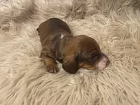 STANDARD-Kiwi, a female Dachshund for sale in Purdy, MO – Photo 5 of 6