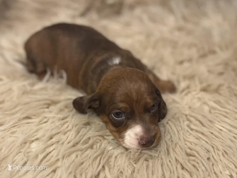 STANDARD-Kiwi – Dachshund puppy for sale in Purdy, MO