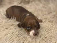 STANDARD-Kiwi, a female Dachshund for sale in Purdy, MO – Photo 1 of 6