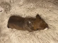 STANDARD-Kiwi, a female Dachshund for sale in Purdy, MO – Photo 6 of 6