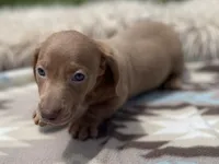 STANDARD-Chewy, a male Dachshund for sale in Purdy, MO – 7 of 8