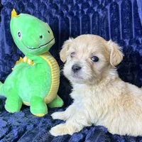 Duke, a male Maltipoo for sale in Purdy, MO – 2 of 4