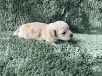 Freya, a male Poodle - Toy  for sale in Purdy, MO – Photo 2 of 5