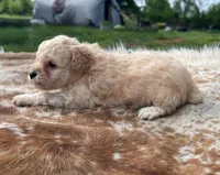 Freya, a male Poodle - Toy  for sale in Purdy, MO – 6 of 6