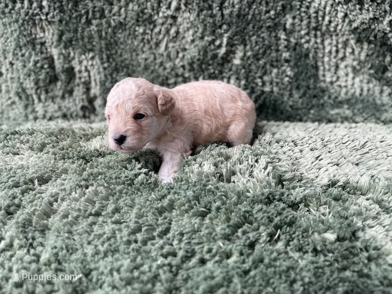 Freya – Poodle - Toy  puppy for sale in Purdy, MO