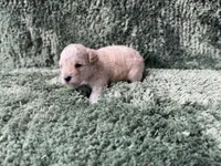 Freya, a male Poodle - Toy  for sale in Purdy, MO – Photo 1 of 5