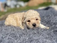 Freya, a male Poodle - Toy  for sale in Purdy, MO – 3 of 6