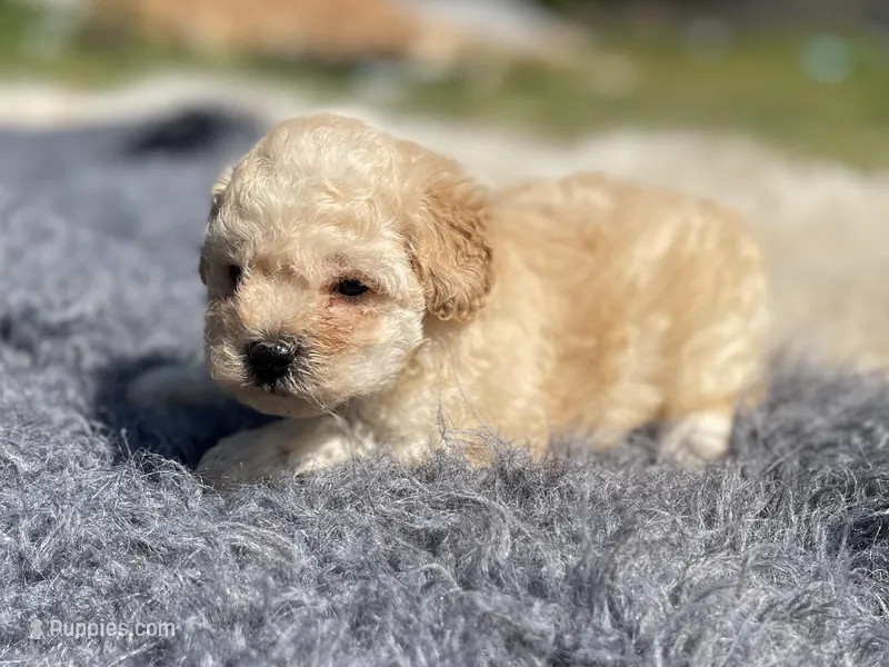 Freya – Poodle - Toy  puppy for sale in Purdy, MO