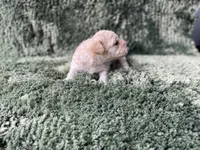 Freya, a male Poodle - Toy  for sale in Purdy, MO – Photo 4 of 5