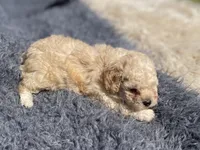Freya, a male Poodle - Toy  for sale in Purdy, MO – 2 of 6