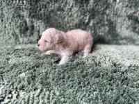 Freya, a male Poodle - Toy  for sale in Purdy, MO – Photo 3 of 5