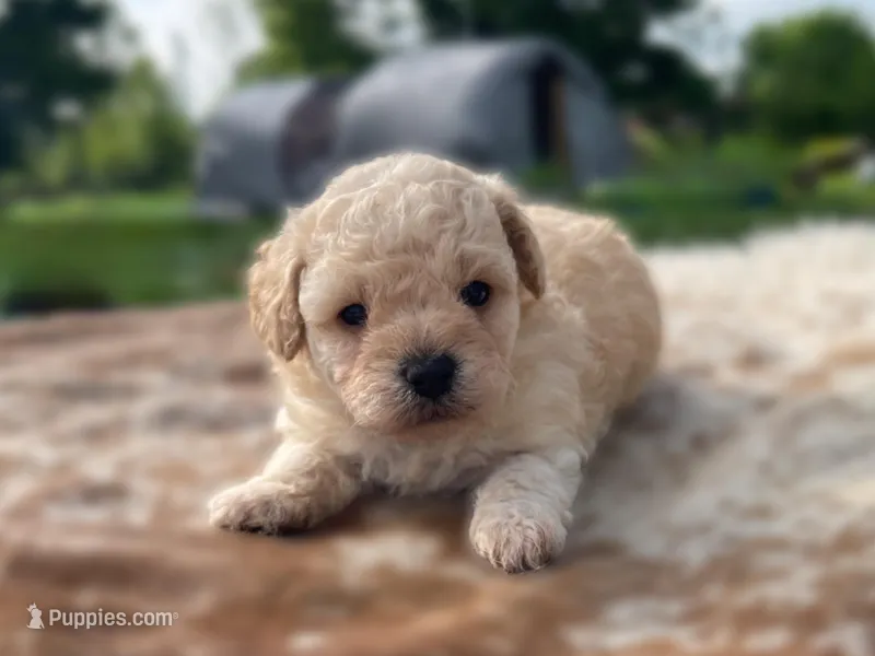 Freya – Poodle - Toy  puppy for sale in Purdy, MO