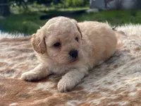 Freya, a male Poodle - Toy  for sale in Purdy, MO – 5 of 6