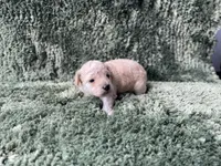 Freya, a male Poodle - Toy  for sale in Purdy, MO – Photo 5 of 5
