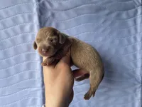 STANDARD-Chewy, a male Dachshund for sale in Purdy, MO – Photo 2 of 2