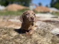 STANDARD-Chewy, a male Dachshund for sale in Purdy, MO – 5 of 8