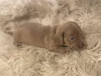 STANDARD-Chewy, a male Dachshund for sale in Purdy, MO – Photo 2 of 6