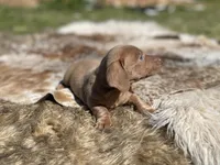 STANDARD-Chewy, a male Dachshund for sale in Purdy, MO – 4 of 8