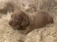 STANDARD-Chewy, a male Dachshund for sale in Purdy, MO – Photo 1 of 6