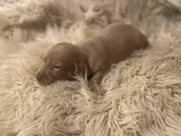 STANDARD-Chewy, a male Dachshund for sale in Purdy, MO – Photo 5 of 6