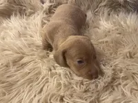 STANDARD-Chewy, a male Dachshund for sale in Purdy, MO – Photo 6 of 6