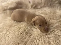 STANDARD-Chewy, a male Dachshund for sale in Purdy, MO – Photo 3 of 6