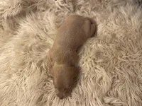 STANDARD-Chewy, a male Dachshund for sale in Purdy, MO – Photo 4 of 6