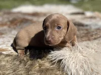 STANDARD-Chewy, a male Dachshund for sale in Purdy, MO – 3 of 8