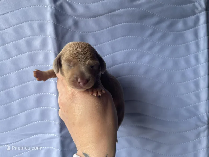 STANDARD-Chewy – Dachshund puppy for sale in Purdy, MO