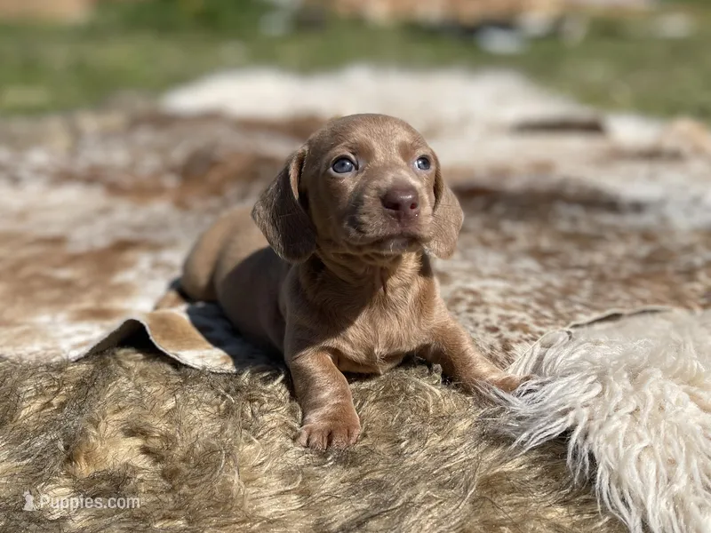 STANDARD-Chewy – Dachshund puppy for sale in Purdy, MO