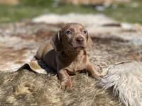 STANDARD-Chewy, a male Dachshund for sale in Purdy, MO – 2 of 8