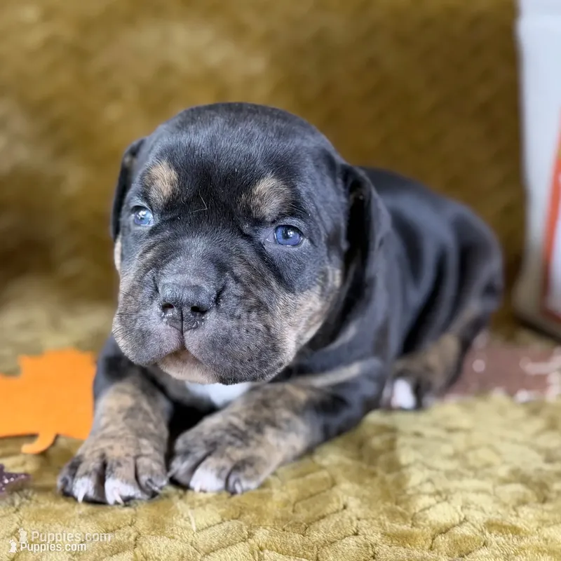 XXL Atlas ABKC – American Bully puppy for sale in Purdy, MO