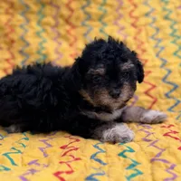 Lilly, a female Poodle - Toy  for sale in Purdy, MO – 6 of 9