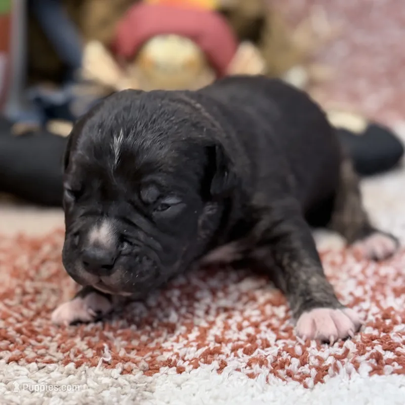 XXL Titan ABKC  – American Bully puppy for sale in Purdy, MO