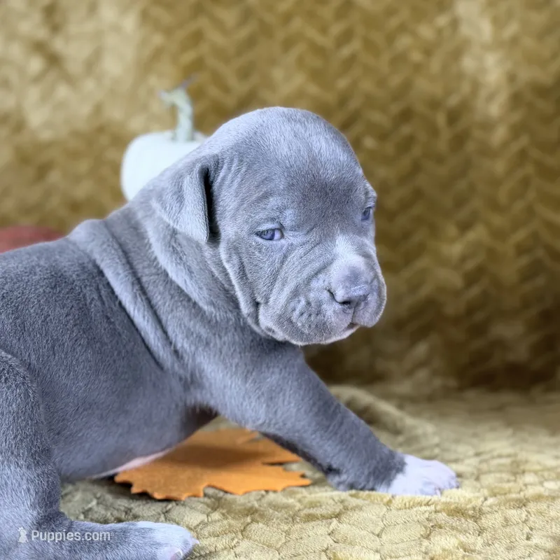 XXL Valkyrie ABKC – American Bully puppy for sale in Purdy, MO