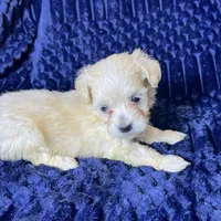 Coco, a female Maltipoo for sale in Purdy, MO – 3 of 3