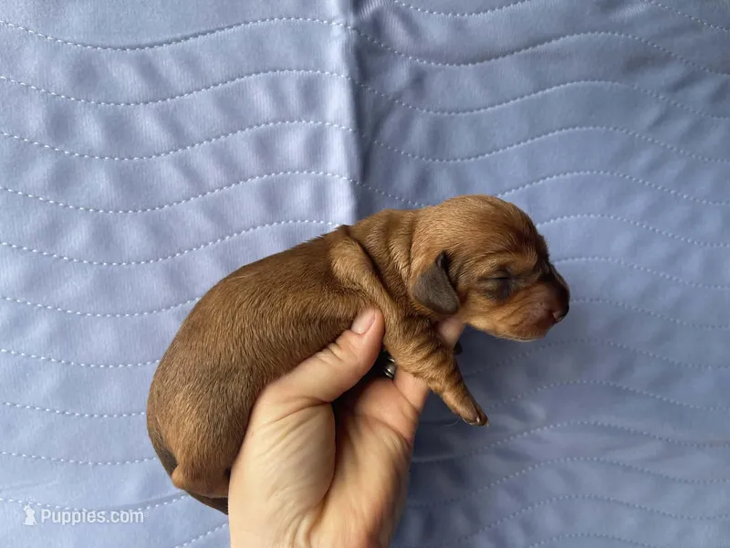 STANDARD-Maple – Dachshund puppy for sale in Purdy, MO