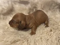 STANDARD-Maple, a female Dachshund for sale in Purdy, MO – Photo 3 of 4