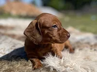 STANDARD-Maple, a female Dachshund for sale in Purdy, MO – 3 of 4