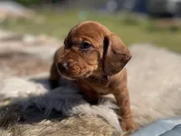 STANDARD-Maple, a female Dachshund for sale in Purdy, MO – 2 of 4