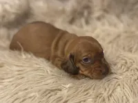 STANDARD-Maple, a female Dachshund for sale in Purdy, MO – Photo 2 of 4