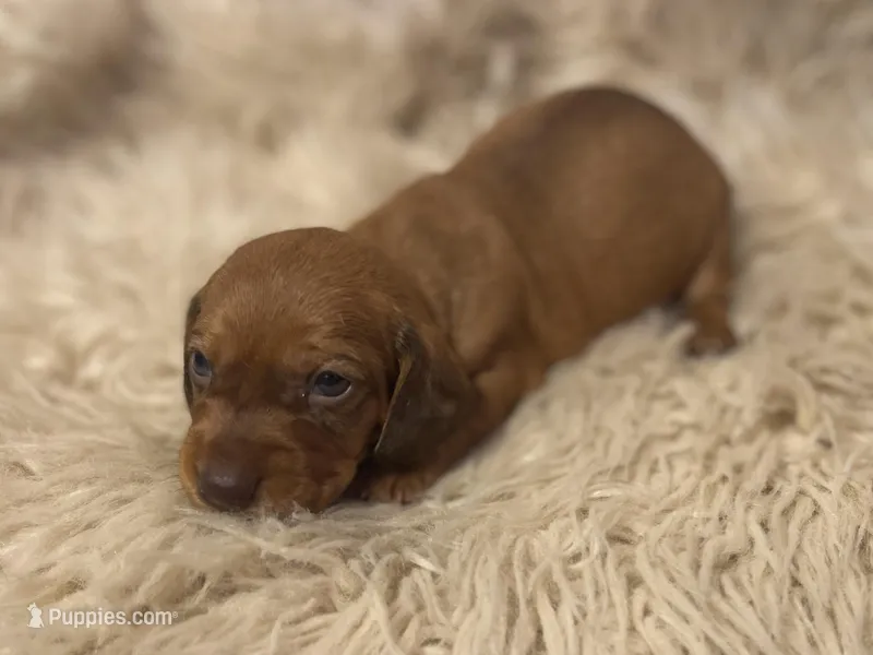 STANDARD-Maple – Dachshund puppy for sale in Purdy, MO