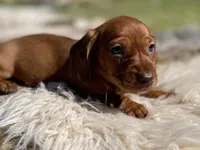 STANDARD-Maple, a female Dachshund for sale in Purdy, MO – 4 of 4