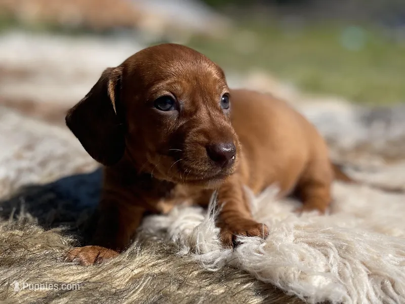 STANDARD-Maple – Dachshund puppy for sale in Purdy, MO