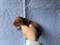 STANDARD-Maple, a female Dachshund for sale in Purdy, MO – Photo 2 of 2