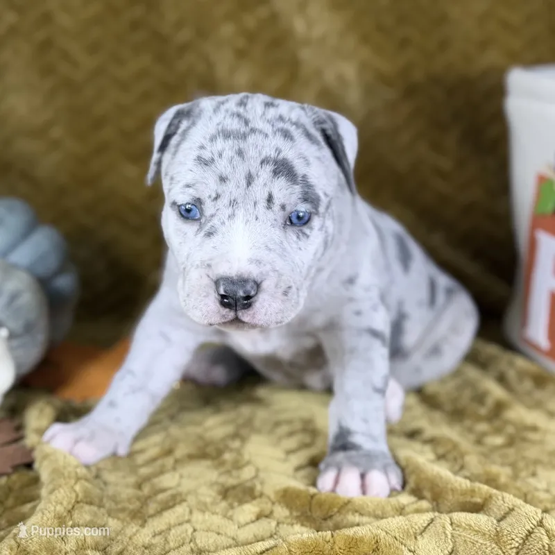 XXL Athena ABKC – American Bully puppy for sale in Purdy, MO